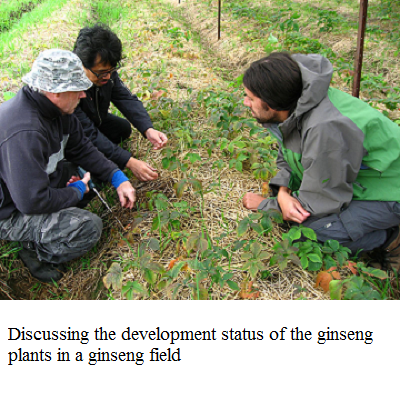 discussing in ginseng field e