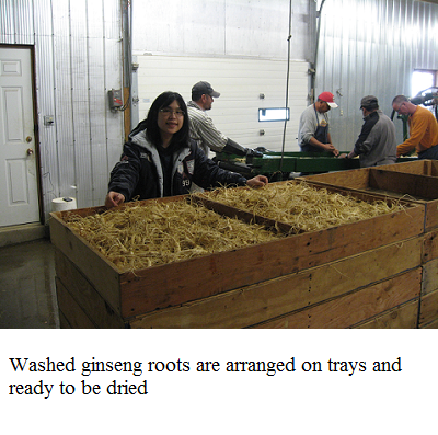 ginseng after wash waiting to be dried e