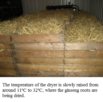 ginseng in dryer 2 e