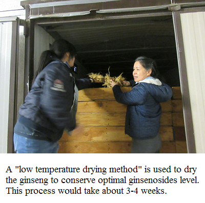 ginseng in dryer e