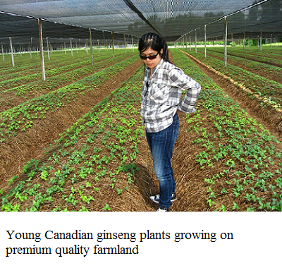 ginseng young plants on field e