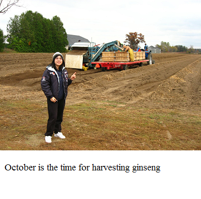 harvesting field ginseng e