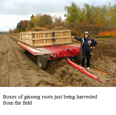 just harvested ginseng e
