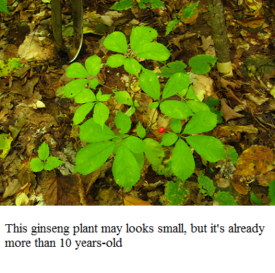 10 yrs plus ginseng e