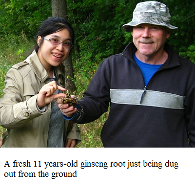 fresh wild simulated ginseng root e