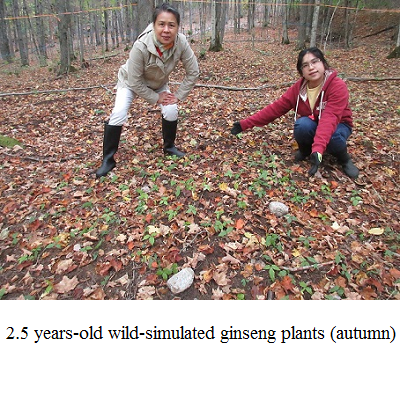 ginseng growing in forest autumn e