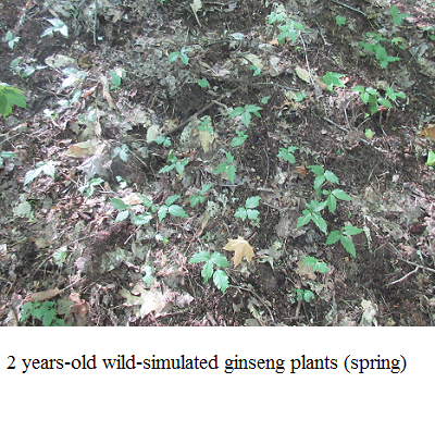 ginseng growing in forest spring e