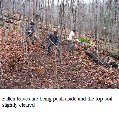 growing ginseng in forest 1 e