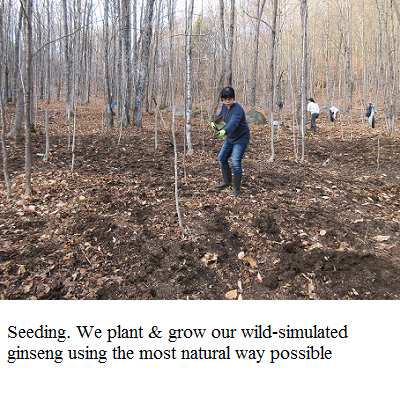 growing ginseng in forest 2 e
