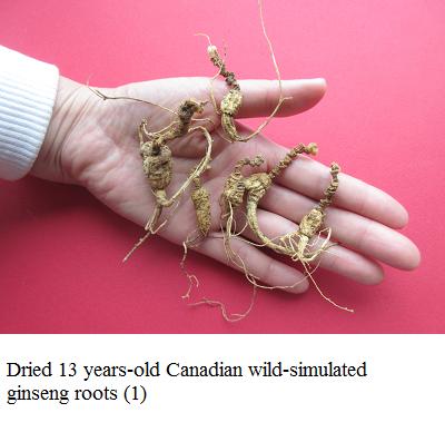 wild simulated ginseng 1 e