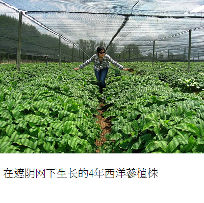 4 yr old ginseng on field s