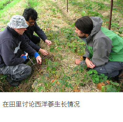 discussing in ginseng field s