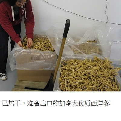 dried field ginseng roots in box s