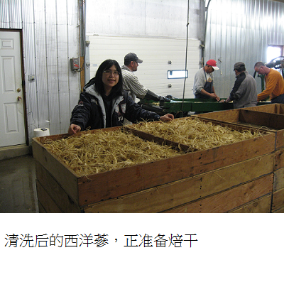 ginseng after wash waiting to be dried s