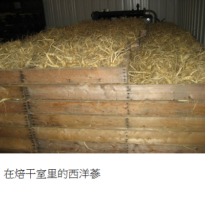 ginseng in dryer 2 s