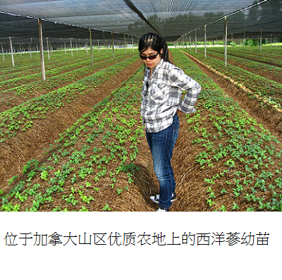ginseng young plants on field s