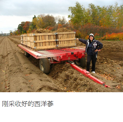 just harvested ginseng s