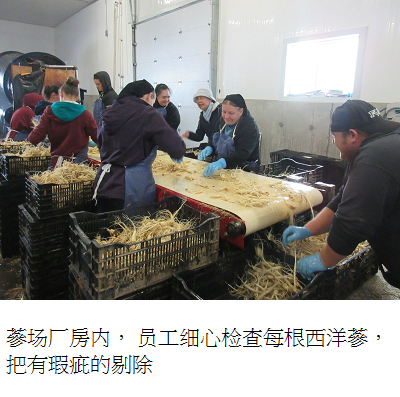 pickup bad ginseng after wash s