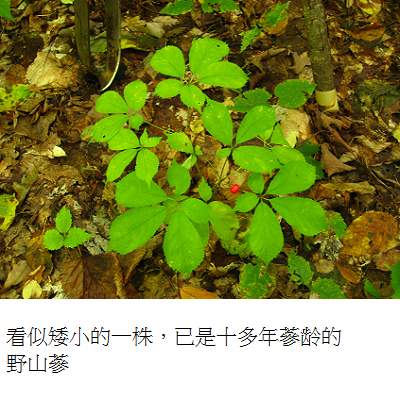 10 yrs plus ginseng s