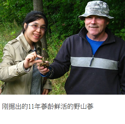 fresh wild simulated ginseng root s