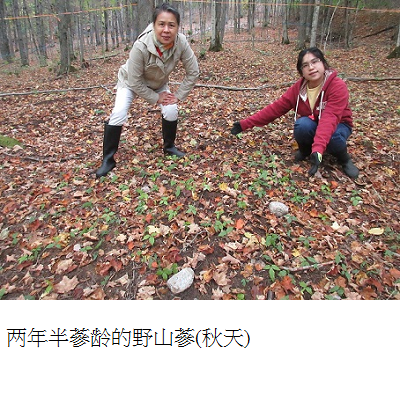 ginseng growing in forest autumn s