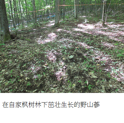 ginseng growing in forest s