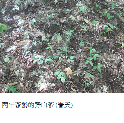 ginseng growing in forest spring s