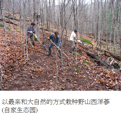 growing ginseng in forest 1 s