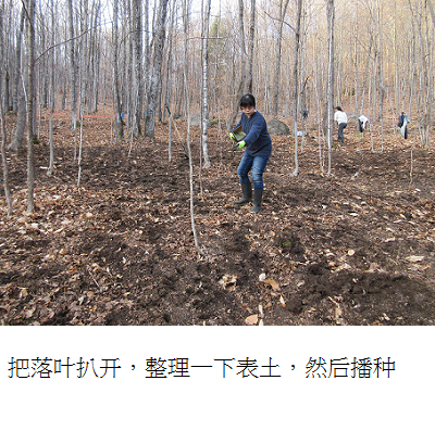 growing ginseng in forest 2 s