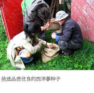 selecting good quality ginseng seeds s