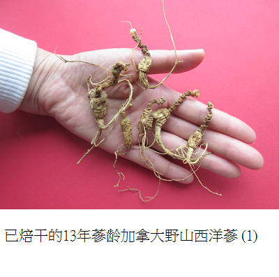 wild simulated ginseng 1 s