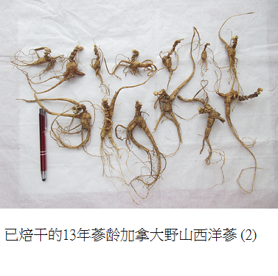 wild simulated ginseng 2 s