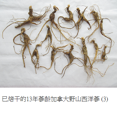 wild simulated ginseng 3 s