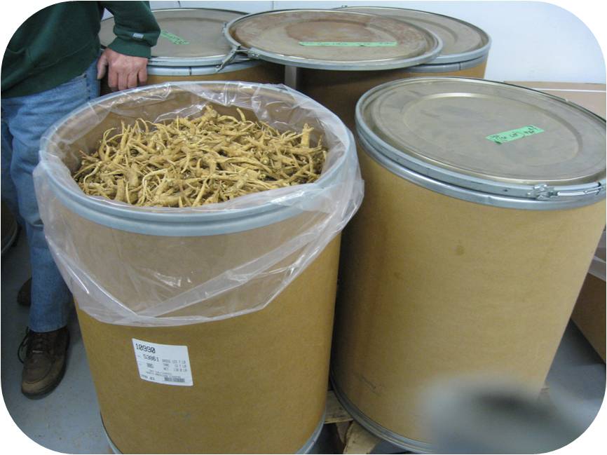 ginseng in barrels 1a