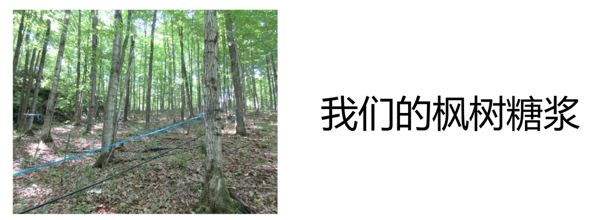 rsz our maple syrup cn